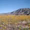 Anza Borrego Statepark in March