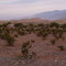321 Landschaft im Death Valley