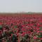Roses near Wasco