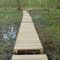 boardwalk in swamp