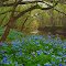 Springtime on Cedar Run