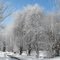 Ice/Frost Storm Feb. 2010
