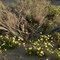 Desert Dandelion and old Creosote Bush