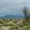 Desert Center, CA: Mohave Desert February, 2005