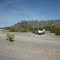 Looking for the desert lilies