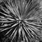 Joshua Tree Rosette