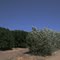 Citrus plantation near Bakersfield, CA