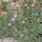 Filaree Stork's Bill