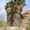 Lost Palms Oasis