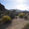 Hike to Lost Palms Oasis