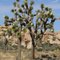 57. Joshua tree NP, California