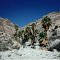 Summit Spring in Munsen Canyon -Joshua Tree NP CA 2-29-1996