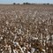 Cotton Fields