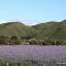 Flowerfield