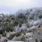 Frosted Trees