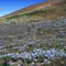 Blue flowers near Tehachapi