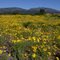 Flowers along NM4, looking NW