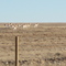 Where the Antelope Play