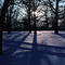 Winter Sun Through the Trees-LeftEyeStories.com