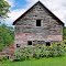Old Barn and Sun Flowers