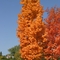 Autumn colour, Maine