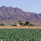 Mid-February crops in Dome Valley beneath the Muggins Mountains