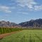 Early April orchard and field in Dome Valley, Arizona. Gila Mounains in the distance