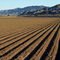New crop. Dome Valley. Gila Mountains. View to the south