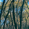 Autumn. Birch Creek Canyon. Bear River Range