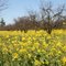 Ode' to Spring