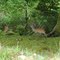 Deer old kenmare road