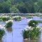 Rocky Shoals Spider Lilies in The Catawba River