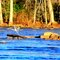 Great Blue Heron taking off