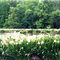 Spider Lillies on the Catawba River @ Landsford Canal State park