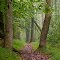 Green Trail