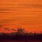Sunrise over the ethanol plant
