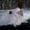 Dog house