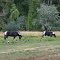 Grazing
