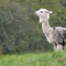 Llama