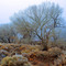 Winter in the Desert