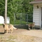 Backyard German Shepherds