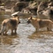 Amherst German Shepherds in the creek