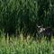Coyote in a wheat field
