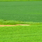 Rhapsody in green