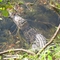 Gator sunning in Mount Pleasant