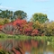 Fall Colors