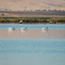 Volta_Pelicans