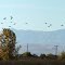 Looking west at a flock of Ibis and the coast range from Mercy Springs Road