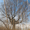 Old Tree