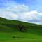Sunol Oak Tree, March 2011